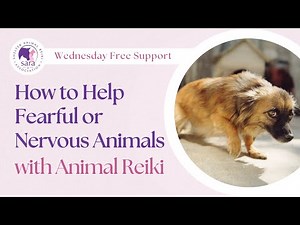 How to Help Fearful or Nervous Animals with Animal Reiki
