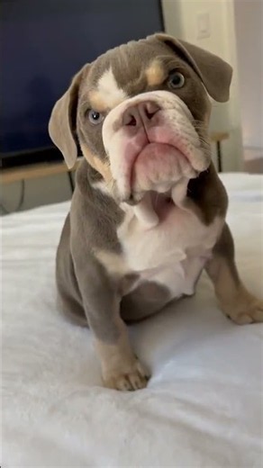 😂 I’m Lazy and I Know It! Funny Lazy Dog Moments That Will Make You Laugh 🐶