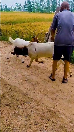 A Day Full of Curious Goat Moments 🐐🌾