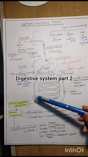 digestive system part 2 #biology #cbseboard #cbse