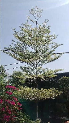 Terminalia Variegated Tree , African Talisay #garden #tetminaliaVarigated