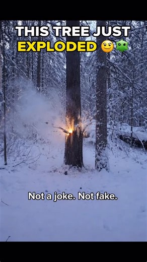 Kat Mindset on Instagram: "it’s so cold in Indiana that trees are literally exploding 🤯❄️ This is called frost cracking and it happens during extreme cold snaps. Nature said NOPE “It’s so cold that the sap inside froze, expanded, and the tree split with a loud bang.”. Some people say it sounds like a gunshot Midwest winters are different If you heard this outside your house… would you run or grab your phone?” #Indiana #WinterTok #FrostCracking #ExplodingTree #MidwestWeather ColdSnap NatureIsWil