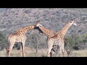 7.8K views · 80 reactions | YOUR AFRICAN JOURNEY AWAITS YOU AT LEOPARD MOUNTAIN SAFARI LODGE! | Leopard Mountain Safari Lodge | Facebook