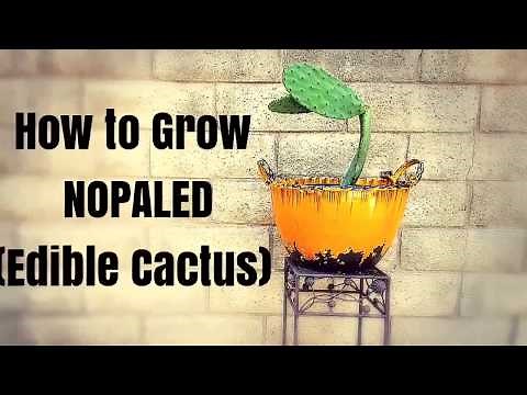 How to Grow NOPALES (Edible Cactus) ♡ Urban gardening ♡ Edible Landscape ♡ Container Garden