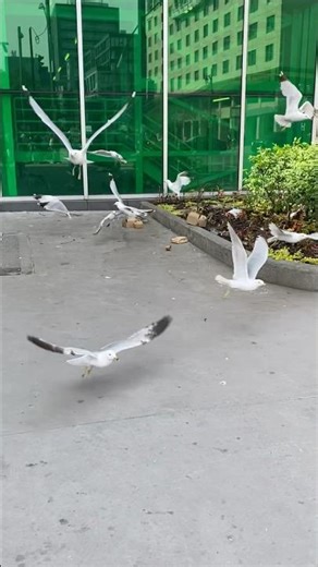 [鳥類 Bird] (クロワカモメ Ring-billed Gull - 02 ) #birds #seagull #animals #nature #birdsounds