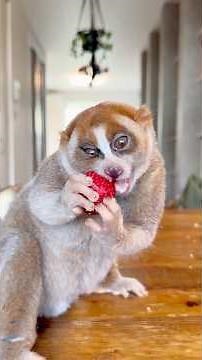 #🐵 初めてイチゴを食べるスローロリスのデリバー