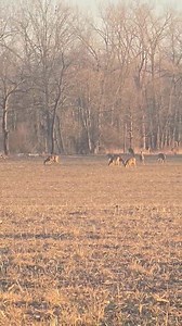 25 in the first herd until they spooked then 21 the second time.. 🦌✔️ | Hunt Catch Cook