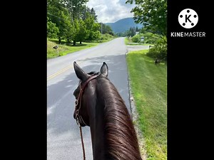 743 reactions · 117 shares | We had a DNA test done on our Morgan,...