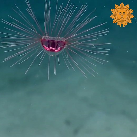 Underwater research cameras spotted an unusual looking jellyfish, described as a “psychedelic medusa,” while exploring a ridge off La Parguera, Puerto Rico. | CBS Sunday Morning