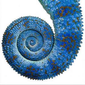 Two leadership styles, dominance and prestige, reflect the two fundamental strategies people use to navigate their way through social and organizational hierarchies. Leading through dominance means influencing others by being assertive and leveraging one’s power and formal authority. Leading through prestige means displaying one’s knowledge and expertise and encouraging others to follow. In the case of dominance, employees usually have little choice but to follow the leader; when it comes to pre