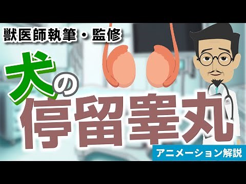 Undescended Testicles in Dogs [Veterinarian-Written and Supervised] Symptoms and Treatment
