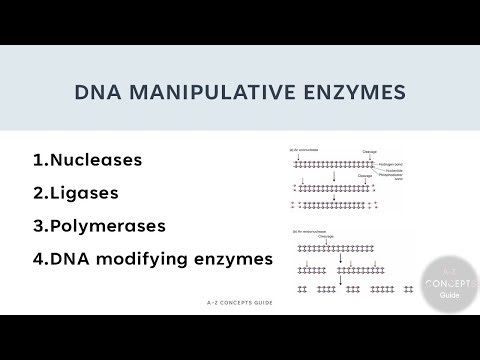 DNA Manipulative Enzymes | Manipulation of Purified DNA | Gene Cloning | A-Z Concepts guide