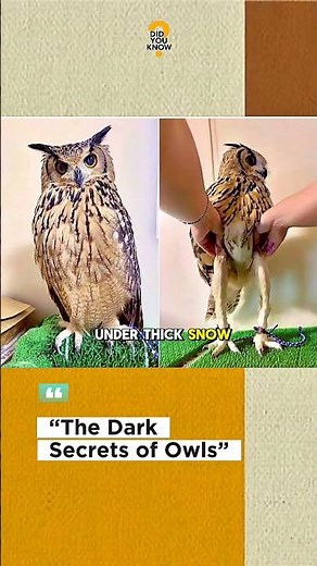 Weird Owl Facts That Will Blow Your Mind❌ #animalfacts