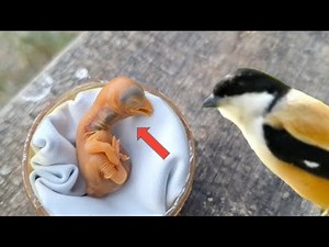Baby birds hatch from eggs that fall from the nest