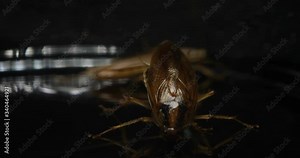 Dirty Insect Cockroach Crawling On The Table In The Kitchen Looking For Leftovers Macro Close Up Red Cockroach