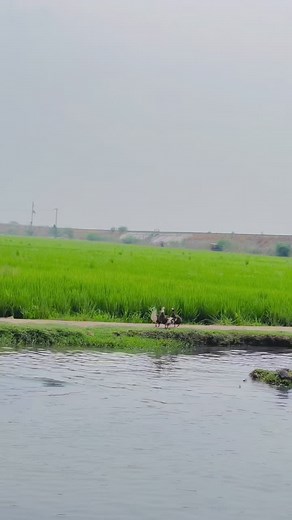 CHACHA ❤️‍🔥#hamzabhinder88 @user97398181322