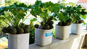 28K views · 778 reactions | Your Complete Guide to Growing Zucchini at Home | Balcony Garden Ideas | Facebook