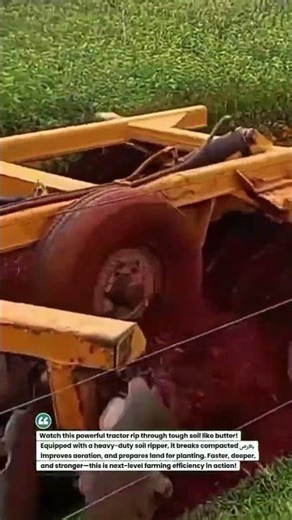 Soil Ripper Beast Breaking Hard Ground Fast! #TractorPower #FarmTech #AgriShorts