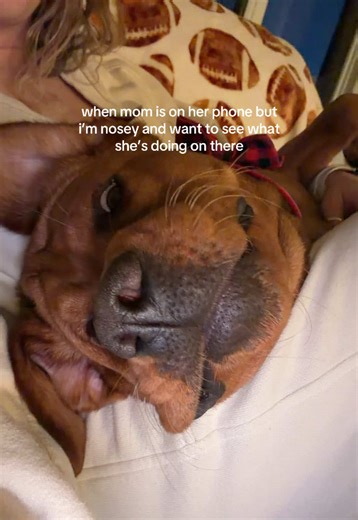 Curious Labrador's Hilarious Phone Moment