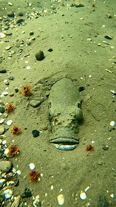 Fish catching underwater #fishing #underwater | Treasure hunting