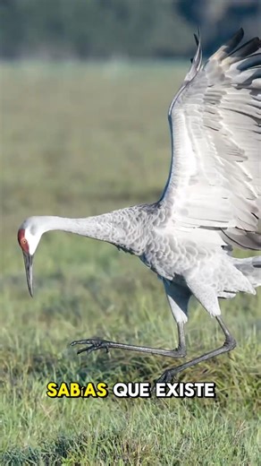 The Canadian Crane, a symbol of resilience. #funfacts #animals #didyouknow #crane