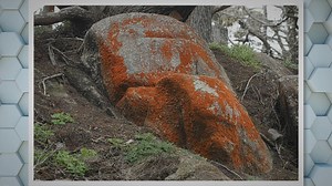 Do Mussels Eat Algae? The Role of Mussels in Algae Control