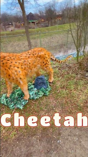 Cheetahs Kings of Speed!