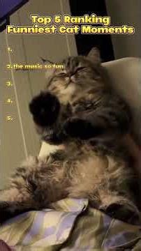 TOP 5 Rangking Funniest Cat Moments #cat #catshorts #cute #funny