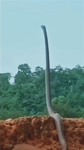 Youtube shorts/ #snake #youtubevideo