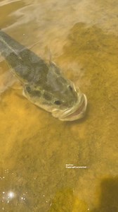 520K views · 7.5K reactions | Pay attention minnow! #bigfish #fishing | Dustin Wilks | Facebook