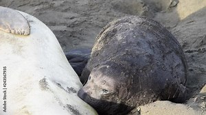 HD video one large elephant seal pup nursing. The mothers will fast and nurse up to 28 days, providing their pups with rich milk. Weaned elephant seal pups should weigh approximately 250 pounds.