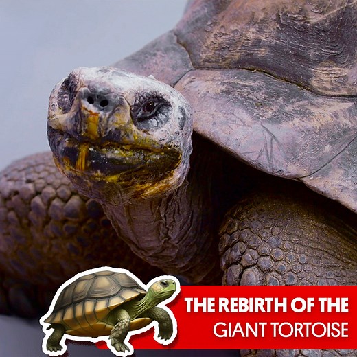 17K views · 223 reactions | The Galapagos giant tortoise is the largest living species of tortoise and can live for over 100 years, today they exist only on two remote archipelagos  | Great Big Story | Facebook