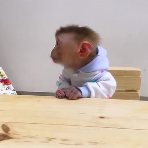 77K views · 2K reactions | Monkey Puka eats deliciously with Mom's fried cake | Monkey TV | Facebook