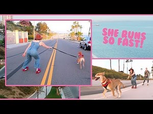 Dog Training on Roller Skates?!