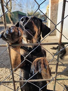 Animal Shelters in Croatia: the Volunteers of 'Udruga Pobjede' in Osijek - Total Croatia