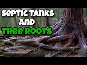 Septic Tanks And Tree Roots