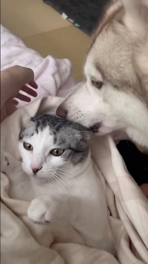 Husky waking up cat #SiberianHusky #Husky #Cat