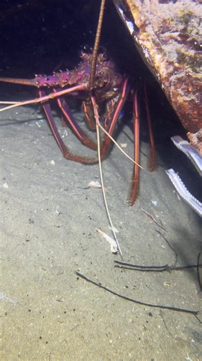 Fishing at the bottom of the sea | Fishing