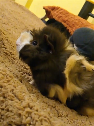 este es un video de cuando tenía dos meses🐹🐹❤️❤️🐹#CapCut #cobayas #cuy #mascotas #parati