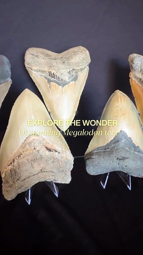 883 reactions · 23 shares | Authentic Megalodon teeth unearthed from...