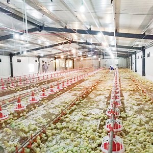 [Hot Item] อาคารโครงสร้างเหล็กสำเร็จรูปสำหรับเลี้ยงไก่บรอยเลอร์