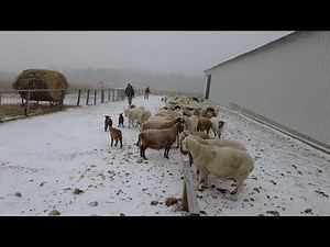Caring for sheep in cold weather