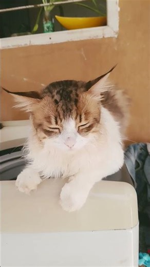 Milo adjusting and sitting on washing machine