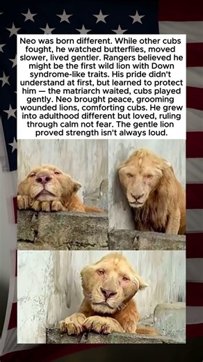 Gentle Lion Changes His Pride