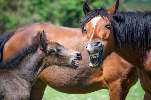30 Horse Puns That Will Make You Whinny