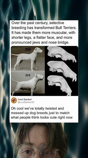 Selective Breeding Bull Terriers Then Vs Now 1915–2016