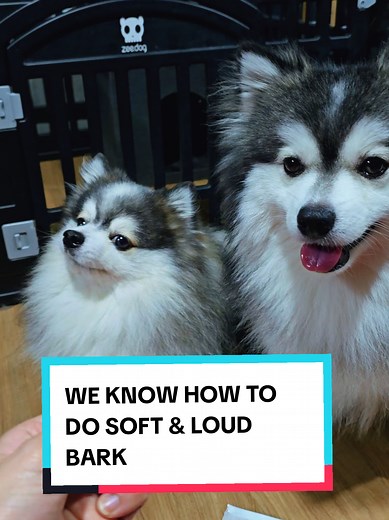 Pomskies' Amazing Soft and Loud Barking Skills
