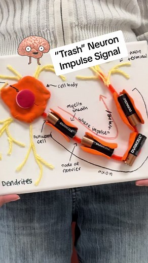 Creative Trash Neuron Anatomy Project for Students