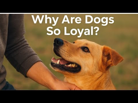 Why Are Dogs So Loyal? The Science Behind Man’s Best Friend