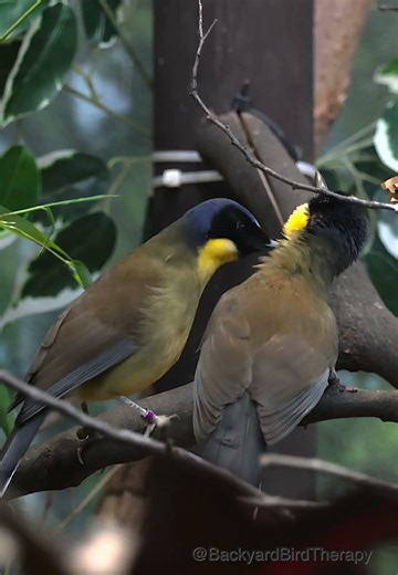 Lincoln Park Zoo Birds: Blue-crowned Laughingthrush (1). #birds #birdlovers #zoo